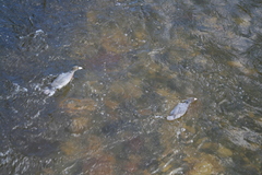 Hymenolaimus malacorhynchos