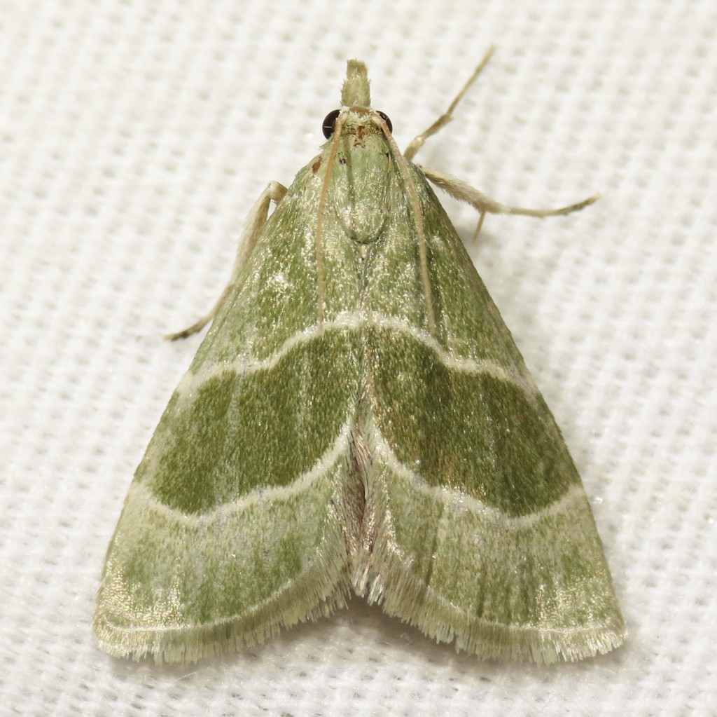 Green Anemosella