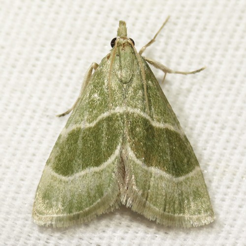 Anemosella viridalis