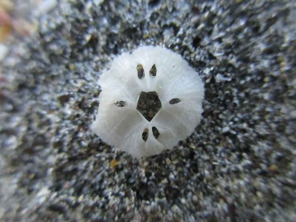 Tetraclitella chinensis