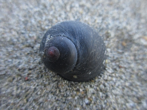 Monodonta neritoides observed 2026-01-19