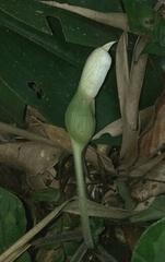 Xanthosoma pubescens