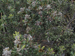 Olearia cymbifolia