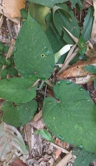 Xanthosoma pubescens