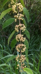 Adenaria floribunda