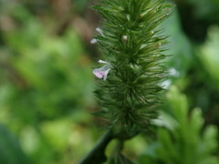 Lepidagathis alopecuroidea