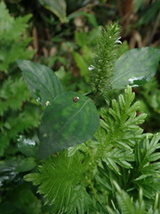 Lepidagathis alopecuroidea