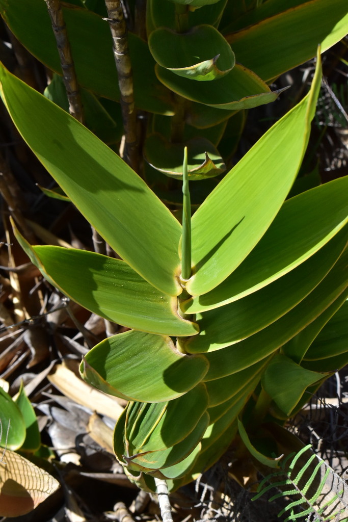 Greslania circinata