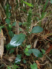 Lepidagathis alopecuroidea