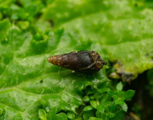 Cochlicella acuta