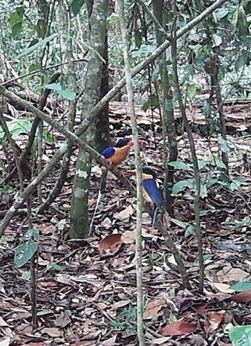 Buff-breasted Paradise Kingfisher (Tanysiptera sylvia)