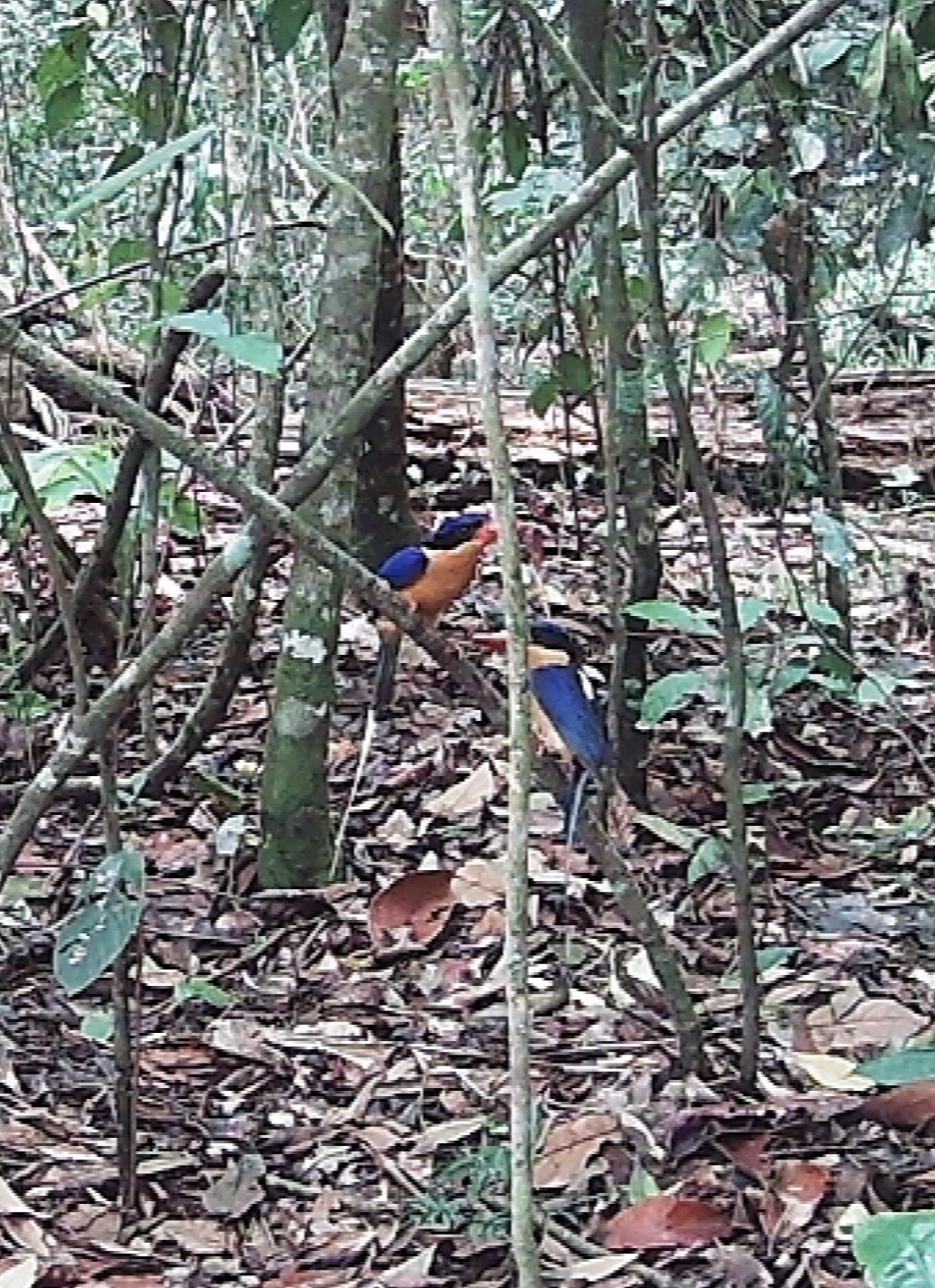 Buff-breasted Paradise Kingfisher (Tanysiptera sylvia), photo 1