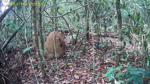 Buff-breasted Paradise Kingfisher (Tanysiptera sylvia), photo 2