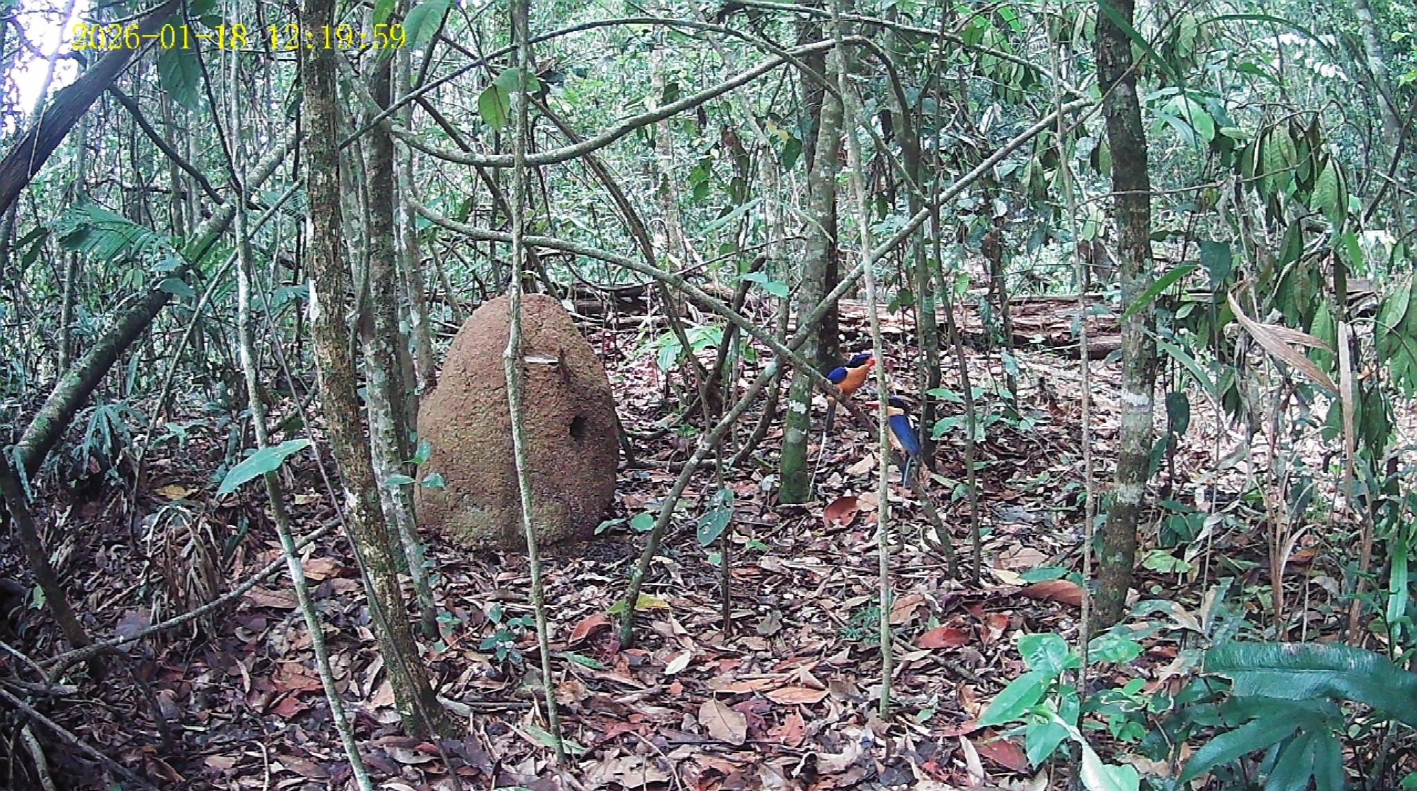 Buff-breasted Paradise Kingfisher (Tanysiptera sylvia), photo 2