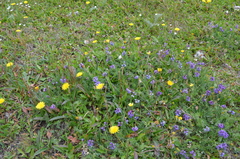 Oxytropis globiflora