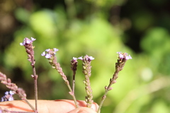 Verbena litoralis
