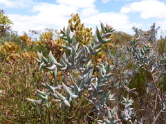 Daviesia pachyphylla