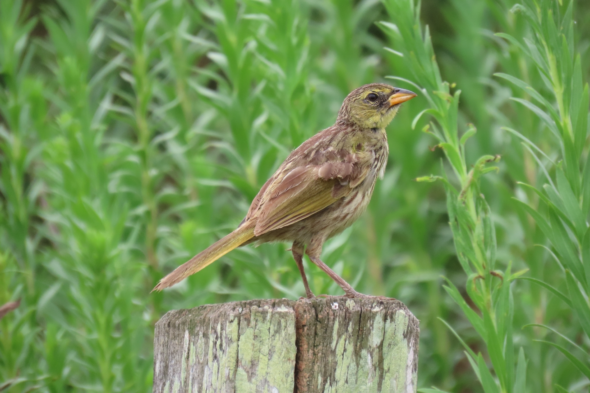 Pampa Finch (Embernagra platensis), photo 8