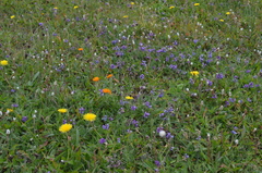 Oxytropis globiflora