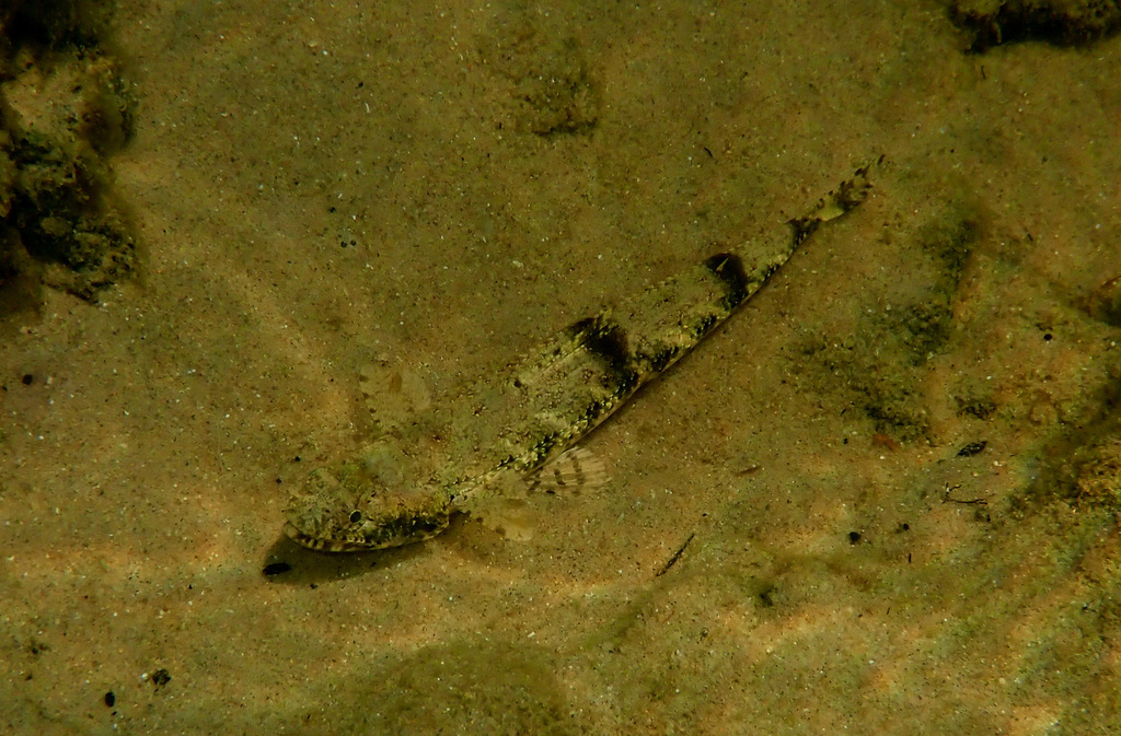 Blotchy lizardfish (Saurida gracilis) — Synodontidae