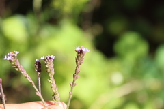 Verbena litoralis