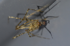 Cryptachaea gigantipes