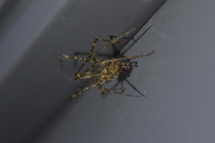 Cryptachaea gigantipes