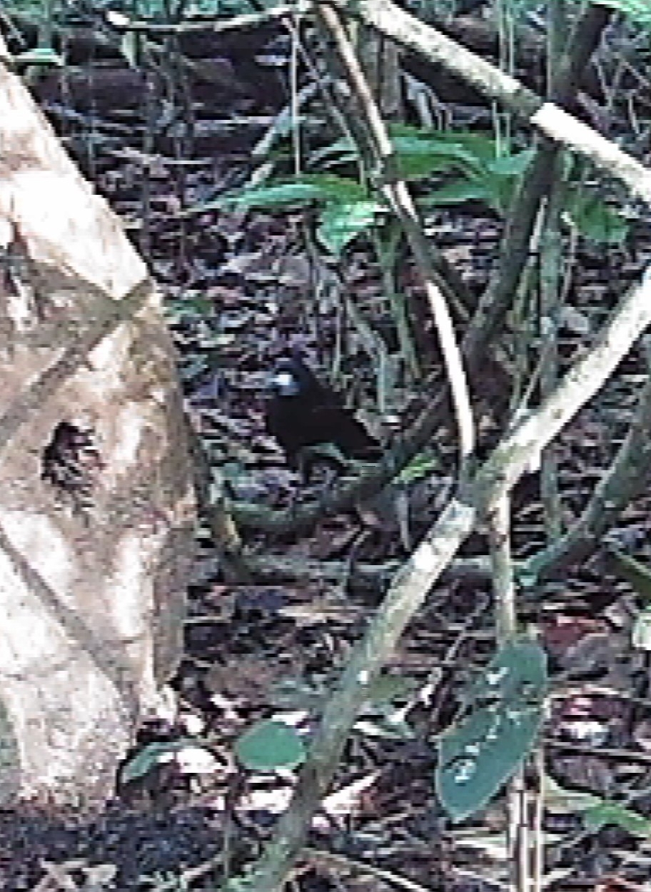 Black Butcherbird (Melloria quoyi), photo 4