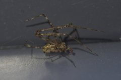 Cryptachaea gigantipes