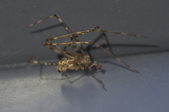 Cryptachaea gigantipes