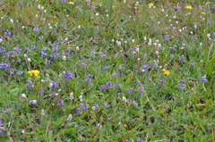 Oxytropis globiflora