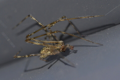 Cryptachaea gigantipes