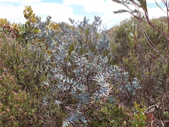 Daviesia pachyphylla