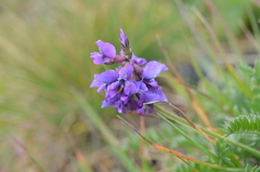 Oxytropis globiflora