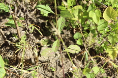 Verbena litoralis
