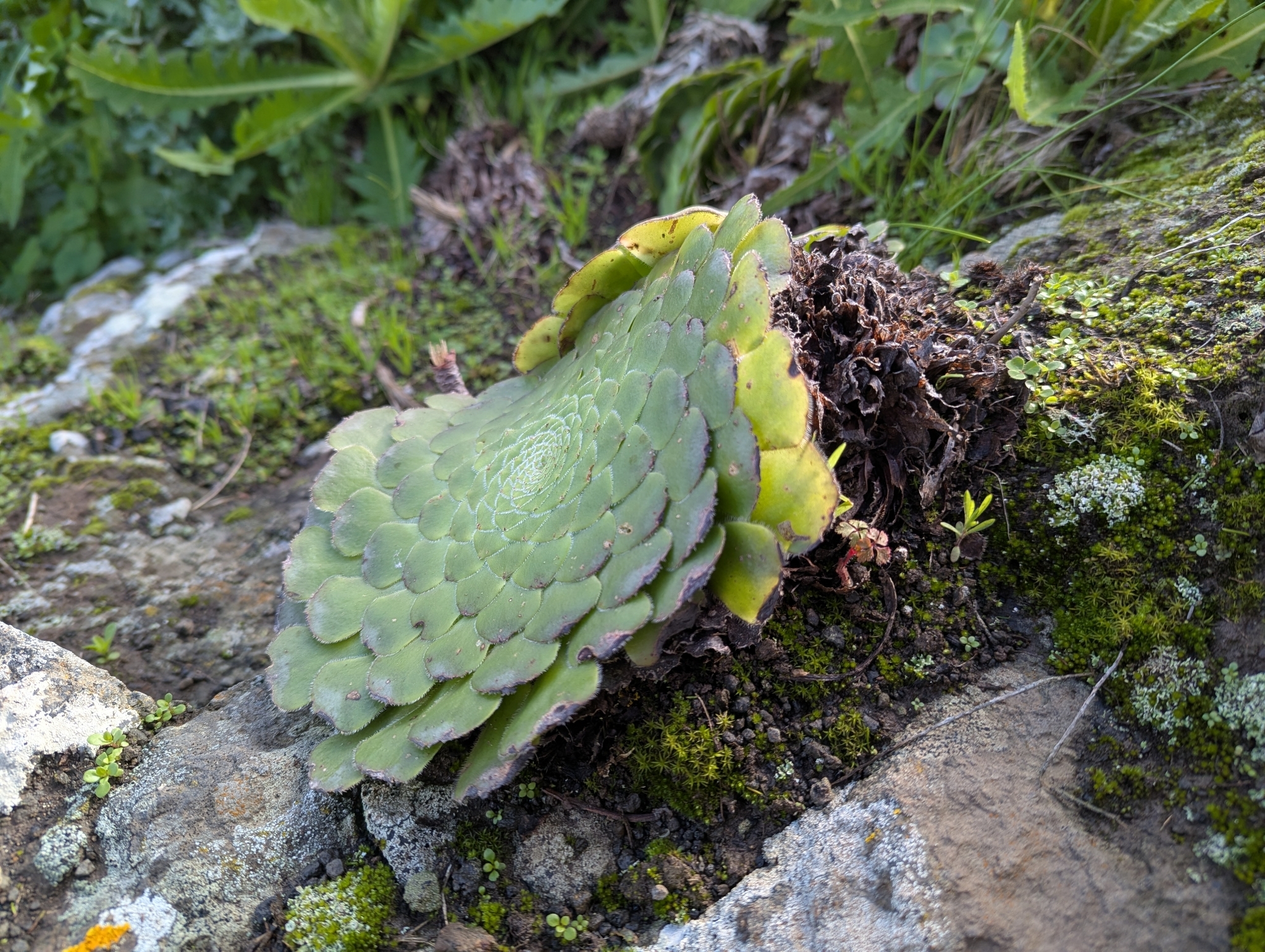 Sempervivum complanatum A.DC. in Lem.