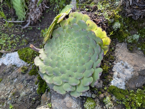 Aeonium tabulaeforme