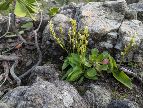 Habenaria tridactylites, photograph 6