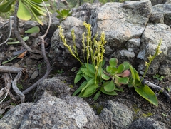 Habenaria tridactylites, photograph (c) Elias, some rights reserved (CC BY)