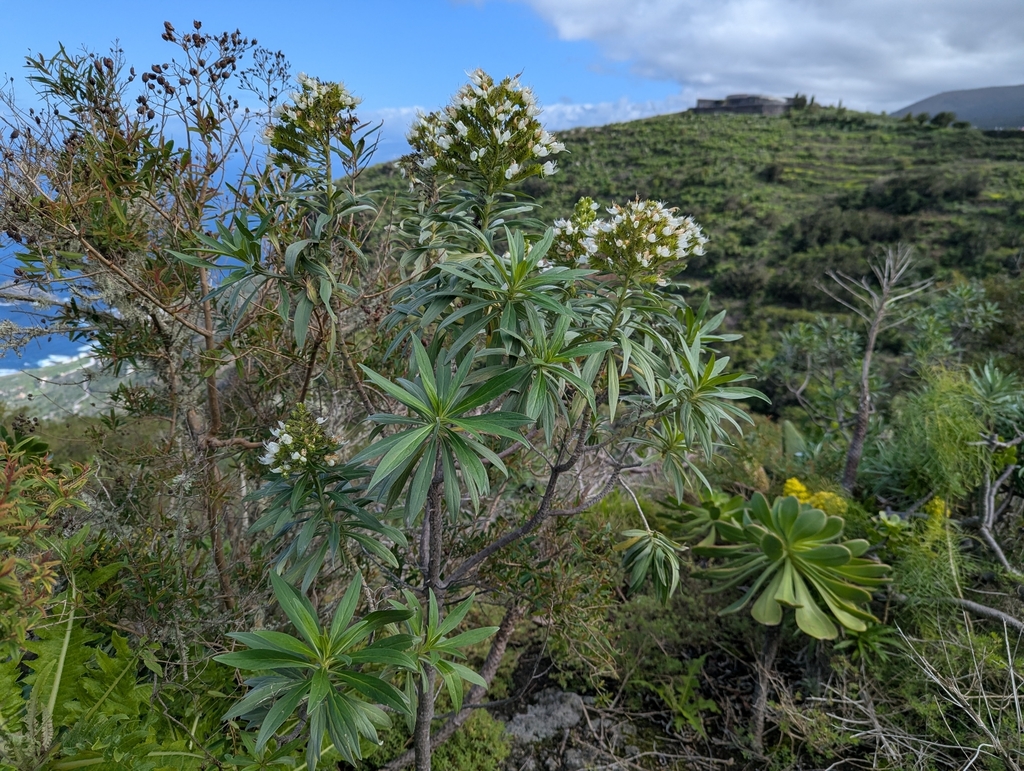 Echium giganteum; photograph (c) Elias, some rights reserved (CC BY)