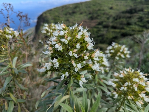 Echium giganteum, photograph 2