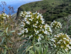 (c) Elias, some rights reserved (CC BY) Echium giganteum, photograph (c) Elias, some rights reserved (CC BY)