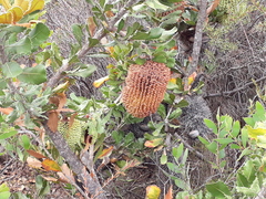 Banksia lemanniana