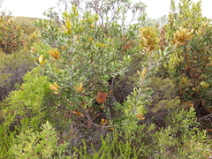 Banksia lemanniana