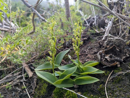 Habenaria tridactylites, photograph 4