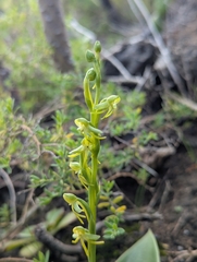 Habenaria tridactylites, photograph (c) Elias, some rights reserved (CC BY)