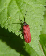 Pyropterus nigroruber