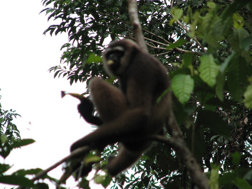 Hylobates albibarbis