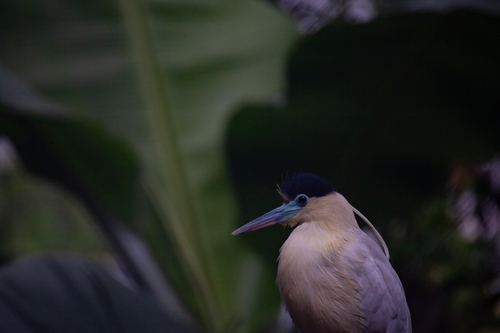 Capped Heron