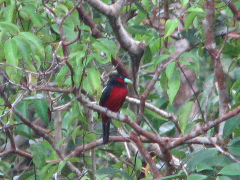 Sempur-hujan sungai (Cymbirhynchus macrorhynchos)